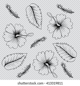 Hibiscus. Sketchy style.