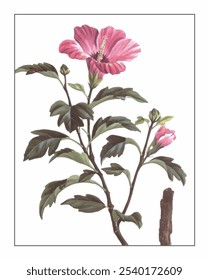 Hibiscus syriacus, hand-painted floral and botanical painting, hand-painted herbal painting, natural herbs.