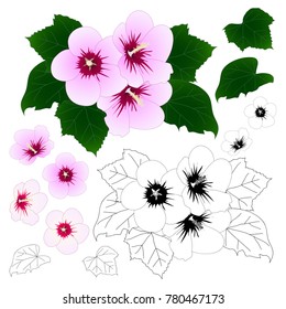 Hibiscus syriacus    Rose Sharon Outline  Vector Illustration  isolated White Background 
