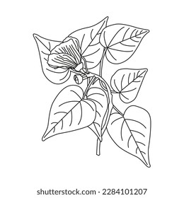 Hibiscus tiliaceus leave Drawing and sketch with black and white line art