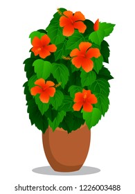 Hibiscus tree chaba Chinese paper rose flower in pot on white background vector