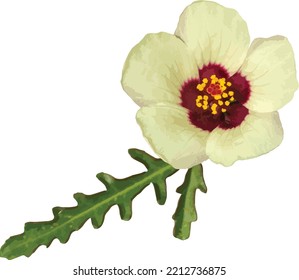 Hibiscus trionum (Flower of an Hour) Hibiscus Wildflower Isolated 