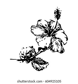 Hibiscus tropical flower illustration