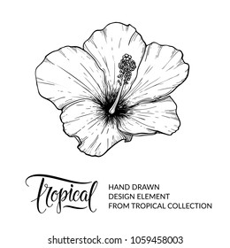 Hibiscus. Tropical flower isolated. Exotic floral design element for hibiscus tea packaging. Hawaiian flower. Black and white graphic, sketch. Nature and plant. Vector illustration. EPS 10.