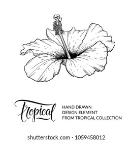 Hibiscus. Tropical flower isolated. Exotic floral design element for hibiscus tea packaging. Hawaiian flower. Black and white graphic, sketch. Nature and plant. Vector illustration. EPS 10.