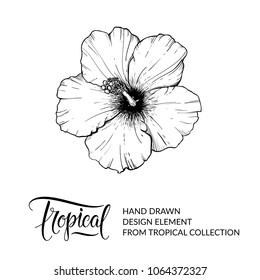 Hibiscus Flower Sketch Images Stock Photos Vectors Shutterstock