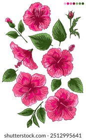 Hibiscus tropical flor esboço sobre fundo branco. Ilustração do vetor de botânica	