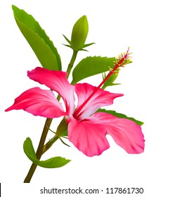 Hibiscus tropical flower. Vector plant blossom