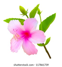 Hibiscus tropical flower. Vector plant blossom