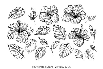 Hibisco, flores tropicales, ilustración de boceto, dibujado a mano, contorno negro, estilo de grabado