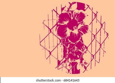 Hibiscus. Tropical plant. Blossom flower. Vector illustration.