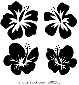 Hibiscus - vector -