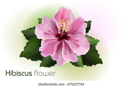 Hibiscus vector flower. Floral background for packing tea.