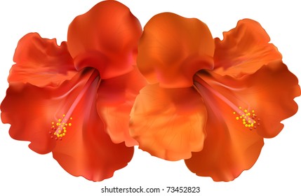 hibiscus vector flowers in photo realistic design