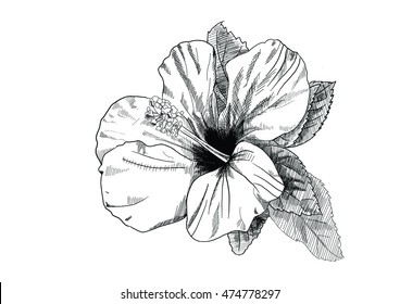 HIBISCUS Vector Hand Drawing 