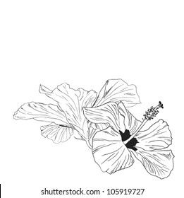 hibiscus vector illustration