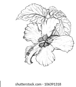 hibiscus vector illustration