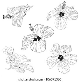 hibiscus vector illustration