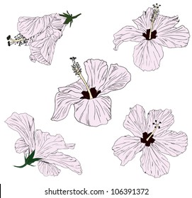hibiscus vector illustration