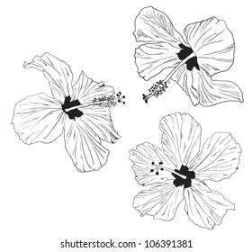 hibiscus vector illustration