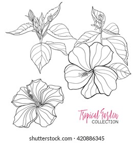 Hibiscus. Vector illustration.