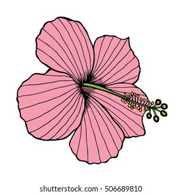 Hibiscus Vector Illustration of tropical Flowers in Sketch Style for Design