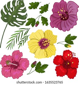 Hibiscus vector set. Tropical flowers and leaves of exotic plants, palm leaves, hibiscus pink, red and yellow hand draw . Set of exotic plants in vector on a white background.