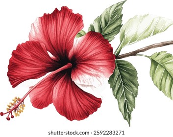 Hibiscus Watercolor Flowers - Red and White Tropical Blooms vector illustration
