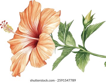 Hibiscus Watercolor Flowers - Yellow and Green Tropical Blooms vector illustration