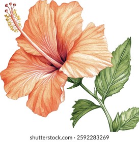 Hibiscus Watercolor Flowers - Yellow and Green Tropical Blooms vector illustration