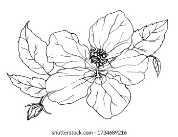 Hibiscus white tropical exotic flower blossom. Isolated vector botanical illustration: retro, vintage, hand drawn, black and white, outline. For wedding invitation, card, print, tattoo. Japanese style