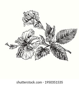 Hibiskus flower branch with flowers and leaves. Ink black and white doodle drawing in woodcut style.