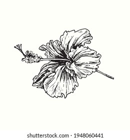 Hibiskus flower side view. Ink black and white doodle drawing in woodcut style.