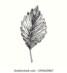 Vista frontal de la hoja de Hibiskus. Dibujo de doodle en blanco y negro con tinta de madera.