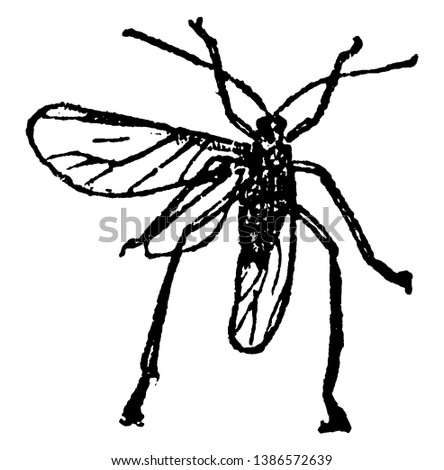Hickory Aphis is found in clusters on the under side of limbs of hickory, vintage line drawing or engraving illustration.