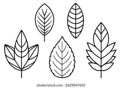 Hickory Leaf Line Art Creative Sketch for Environmental Illustration (1)