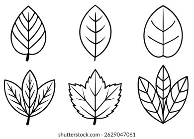Hickory Leaf Line Art Elegant Drawing for Plant Illustration