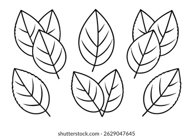Hickory Leaf Line Art Simple Design for Botanical Artwork (2)