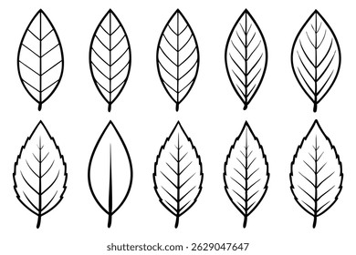 Hickory Leaf Line Art Simple Design for Botanical Artwork (1)