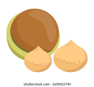 Hickory nut in a green shell vector isolated. Raw eatable vegetarian food. Healthy nutrition, macadamia.