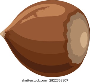 Hickory nut, single specimen, decorative vector illustration