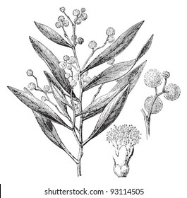 Hickory Wattle (Acacia penninervis) / vintage illustration from Meyers Konversations-Lexikon 1897