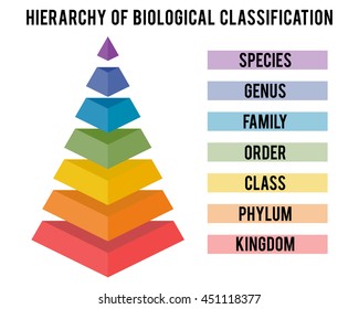 Hierarchy of biological classification. Major taxonomic ranks. Classification system by Carl Linnaeus