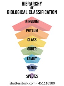 Hierarchy of biological classification. Major taxonomic ranks. Classification system by Carl Linnaeus