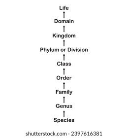 the hierarchy of biological classification, 
the taxonomic categories from species to kingdom, to life, the major ranks domain, kingdom, phylum, class, order, family, genus and species vector design