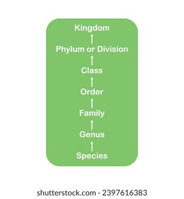 the hierarchy of biological classification, 
the taxonomic categories from species to kingdom, to life, the major ranks domain, kingdom, phylum, class, order, family, genus and species vector design