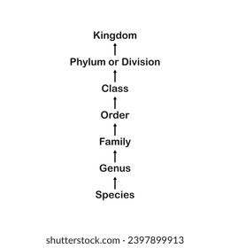 the hierarchy of biological classification, 
the taxonomic categories from species to kingdom, to life, the major ranks domain, kingdom, phylum, class, order, family, genus and species vector design