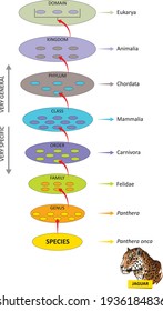 The hierarchy of biological classification's major taxonomic ranks. Classification of organisms into systemic categories, Jaguar example.