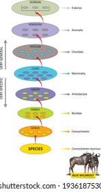 The hierarchy of biological classification's major taxonomic ranks. Classification of organisms into systemic categories, wildebeest example.