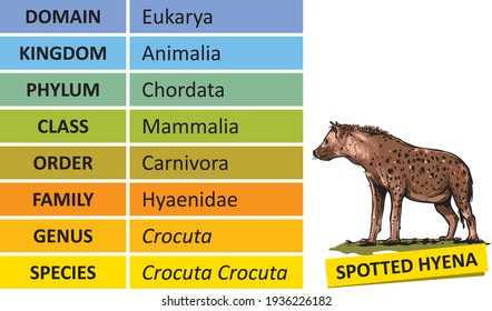 The hierarchy of biological classification's major taxonomic ranks. Classification of organisms into systemic categories, Hyena example.